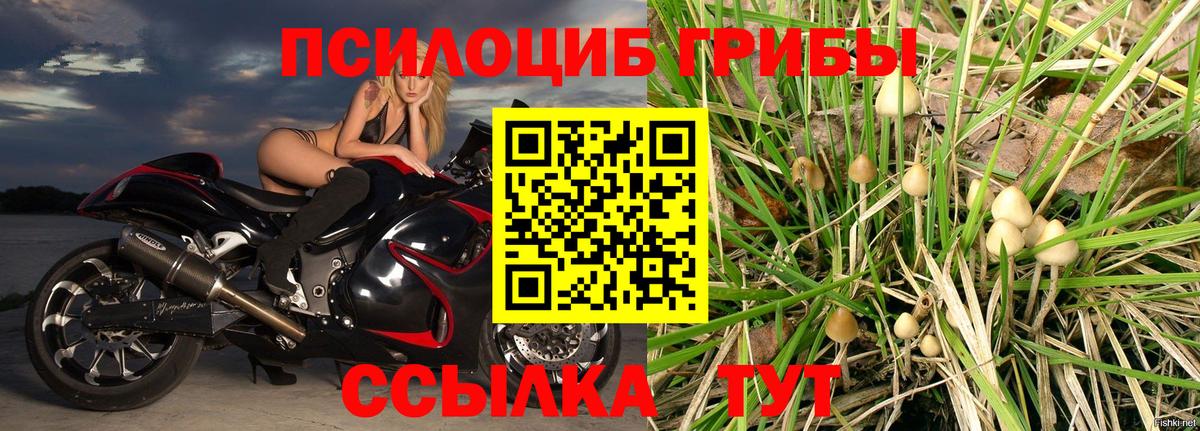Псилоцибиновые грибы Cubensis Тобольск